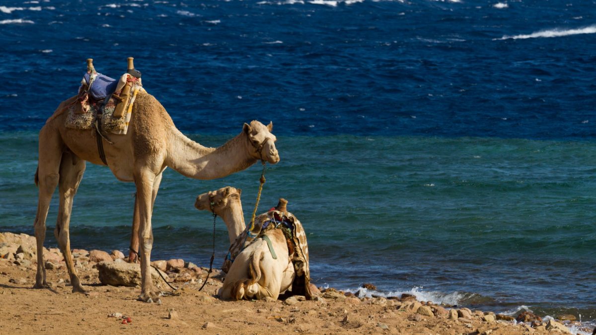 Camel beach
